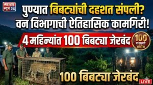 पुणे जिल्ह्यात बिबट्यांविरोधात वन विभागाची ऐतिहासिक मोहीम; चार महिन्यांत 100 बिबट्यांना पकडण्यात यश Pune Leopard Capture Operation 4 Pune Leopard Capture Operation